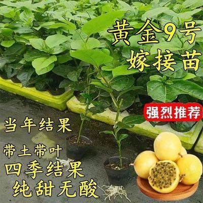 广西黄金9号百香果嫁接苗超甜大果百香果苗四季爬藤南方种植大果