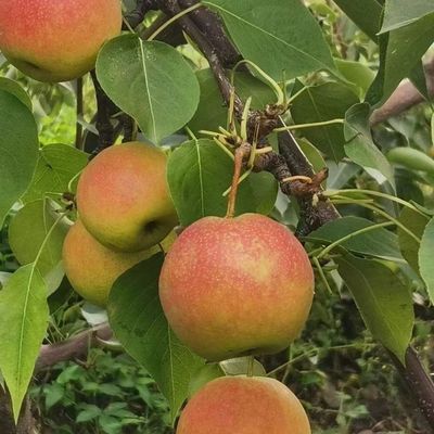 正宗精选辽宁鞍山特产南果梨甜美酸甜细腻水果新鲜多汁甜味优惠商品图片