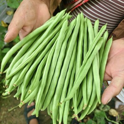 四季豆云南新鲜高山露天豆角现摘整箱应季蔬菜刀豆新鲜现摘晚秋