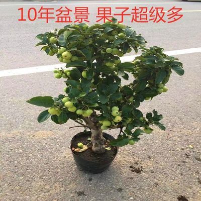 冬红果海棠花果盆景贵人果花盆景北美海棠果树果耐冬红果盆景树桩