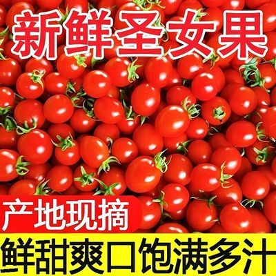 3斤正宗云南圣女果应季新鲜露天精装小番茄水果蔬菜整箱柿子枣优惠商品图片