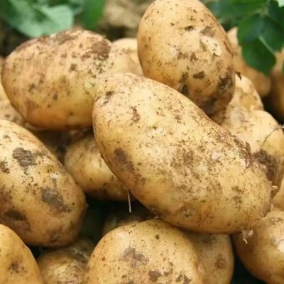 2026正品土豆黄皮黄心洋芋马铃薯现挖农家批发蔬菜新鲜