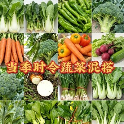 绿叶菜组合套餐新鲜蔬菜组合混装组合装拼装混合菜青菜混搭当季