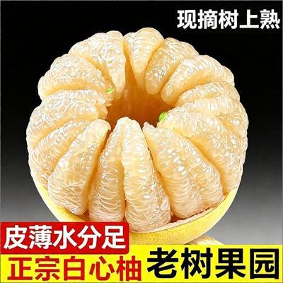 【彩箱】福建平和白心蜜柚当季新鲜水果薄皮白柚甜白肉柚子大果