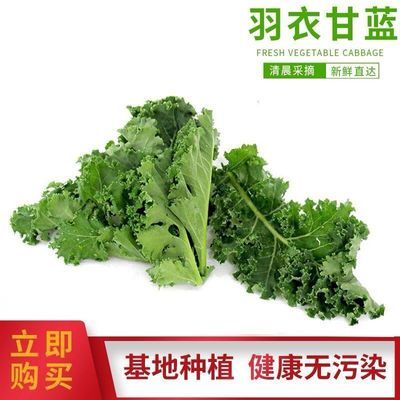 新鲜羽衣甘蓝嫩叶甘兰火锅菜叶西餐沙拉榨汁蔬菜食材现摘现发