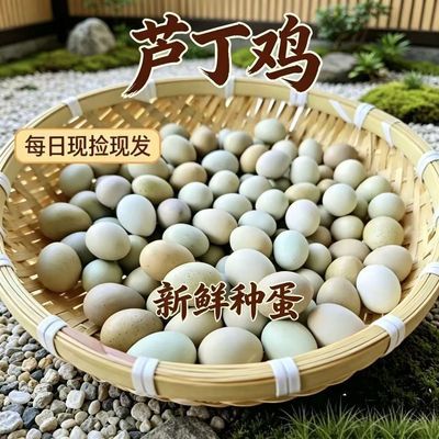 芦丁鸡种蛋受精蛋可孵化 网红迷你观赏宠物鸡蛋 新鲜现捡带备损蛋