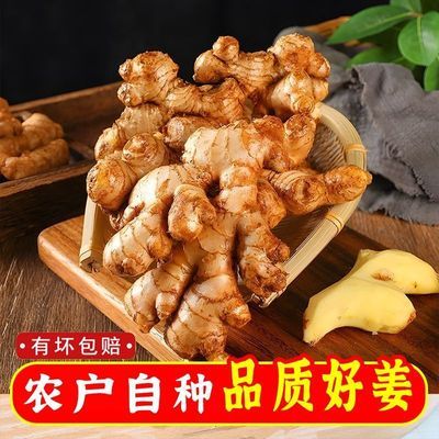 高山农家小黄姜新鲜老姜现挖风干净重月子姜味浓郁蔬菜