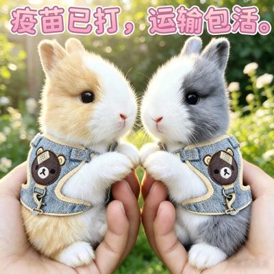 宠物兔活物茶杯长不大不咬人迷你侏儒儿童养猫猫兔荷兰垂耳兔活体