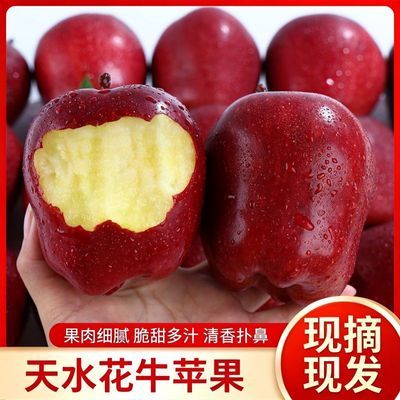 揽晨鲜天水花牛苹果老人婴儿粉面刮泥甘肃红蛇果新鲜当季孕妇水果优惠商品图片