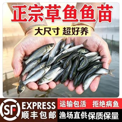 正宗草鱼苗半斤一条饲料鱼淡水养殖食用小草鱼鱼苗批发特大草鱼苗