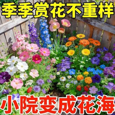 【优选】四季耐寒耐热多年生混合开花海野花种子组合花种庭院阳台