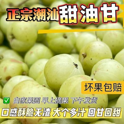 潮汕饼甜油柑果新鲜油甘果余甘果当季应季水果牛甘果孕妇水果优惠商品图片