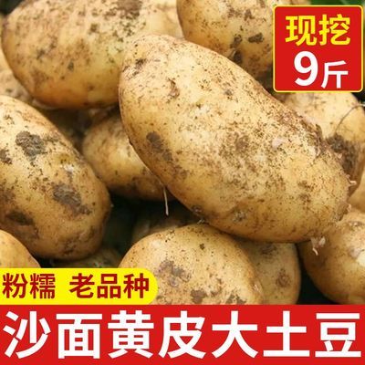 【粉糯黄皮土豆】今年正宗沙地现挖黄心洋芋马铃薯批发新鲜蔬菜