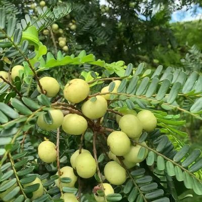 新鲜潮汕正宗现摘油甘果榨汁孕妇水果纯天然油柑大果橄榄果新鲜