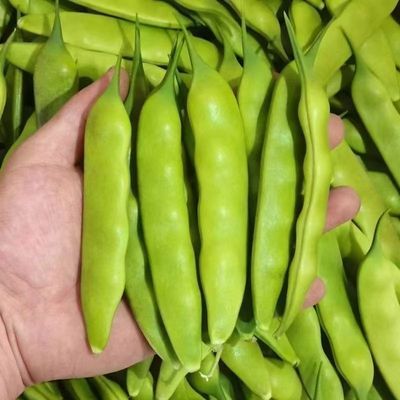 正宗东北吉林四平九月青油豆角农家自种开锅就烂新鲜采摘