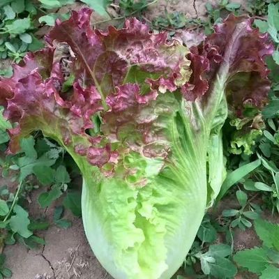 紫色意大利生菜种子阳台小院盆栽地栽种植简单脆嫩爽口-WZN