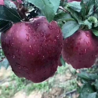 爆甜】正宗甘肃天水花牛苹果当季整箱应季花牛果新鲜水果优惠商品图片
