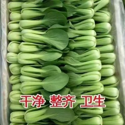 河北新鲜绿色上海青小油菜时令四季青菜现摘现发当季蔬菜农家自种