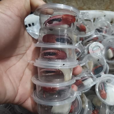 中大号西瓜蟹夜市学校摆摊淡水批发宠物观赏蟹单独包装一蟹一盒。