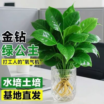 特价/金钻绿公主水土培盆栽室内绿植办公室客厅四季常青大叶金钻