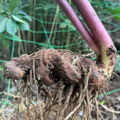 云南正品 大叶高杆重楼 七叶一枝花 现挖现发 带根带芽 新鲜直达
