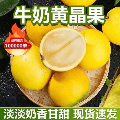 正宗冬蜜黄晶果新鲜鲜牛奶黄金果黄晶果水果冷门小众水果正品当季