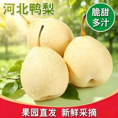 河北正宗鸭梨带箱水晶当季水果新鲜批发梨子皇冠白梨雪梨10香梨优惠商品图片