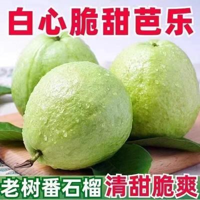 广西应季水果正宗芭乐芭乐白心番石榴水果当季新鲜白心现摘脆甜