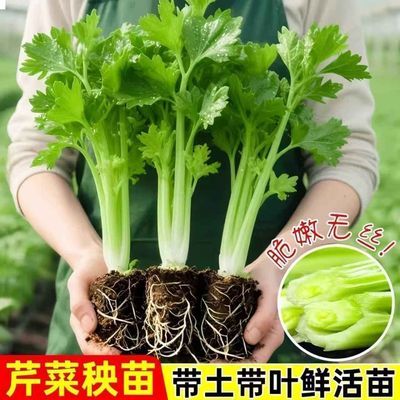 寿光大肉皇后西芹芹菜秧苗香芹带土发货阳台盆栽根芹耐寒菜苗蔬菜