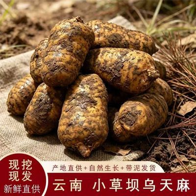 有机云南昭通小草坝现挖三年新鲜生长天麻林种植天麻带泥正品发货
