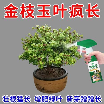 金枝玉叶专用肥料花肥家用盆栽通用有机缓释颗粒型花卉化叶面氮肥