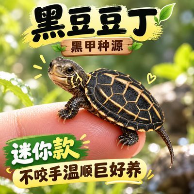 黑豆豆丁全黑龟种源100%纯正迷你超小款袖珍花草娃娃黑豆豆