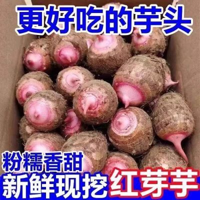 新鲜正宗红芽芋头香芋农家香甜自种芋艿蔬菜小芋头毛芋优惠商品图片