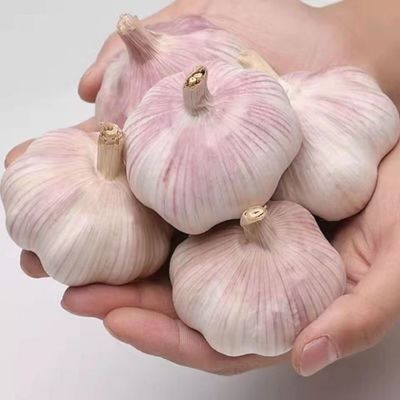 紫白皮大蒜头新干蒜大蒜头批发新鲜大蒜头优惠便宜大蒜种子特级