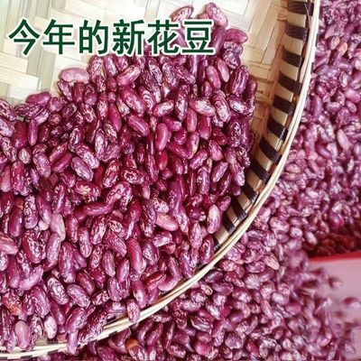 云南红豆花豆新豆四季豆新鲜豆农自种四季豆干货云南豆米豆豆