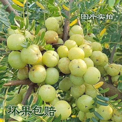 新鲜采摘油甘果牛甘果潮汕柑果橄榄鲜果油柑水果甘子榨汁坏果包赔