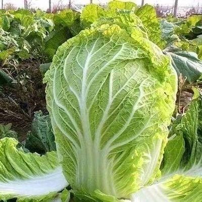 寿光黄心大白菜秧苗黄心耐寒盆栽田园蔬菜秧苗带土发各种菜苗秧苗
