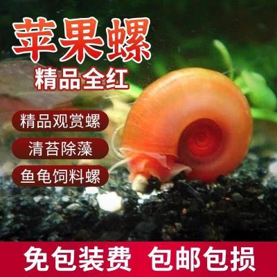 苹果黄金螺除淡水鲜活观赏清洁净化鱼缸残食除藻必备狗头饲料工具