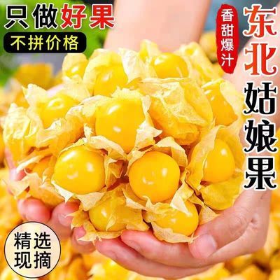 新鲜东北姑娘果头茬鲜果菇娘姑鸟果灯笼果东北特产黄金菇娘果整箱优惠商品图片