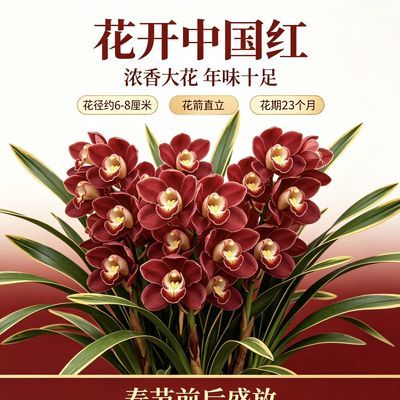 金边大红袍大花蕙兰金边线艺兰花浓香高档红花年宵花室内客厅盆栽