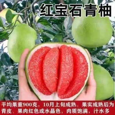 柚子树苗红心红肉蜜柚嫁接三红蜜柚果树果苗南方北方种植当年结果