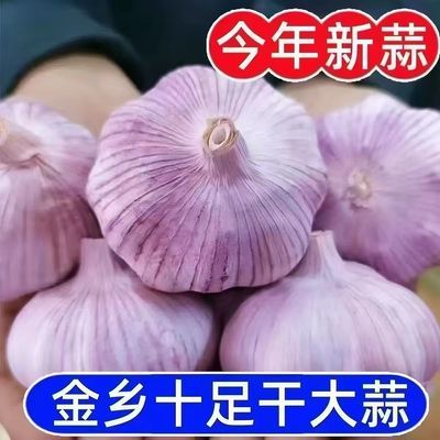 【特大干蒜】山东金乡紫皮大蒜头新干蒜大蒜头整箱精心挑选好蒜