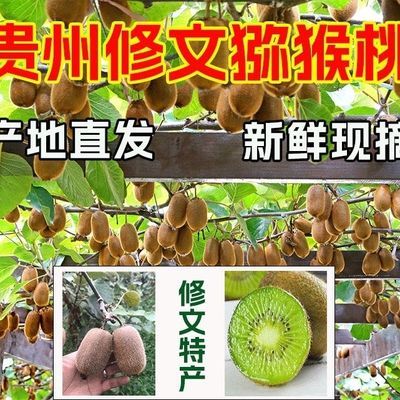 (彩箱蛋托包装)贵州特产修文贵长猕猴桃奇异果当季鲜果孕妇孩子