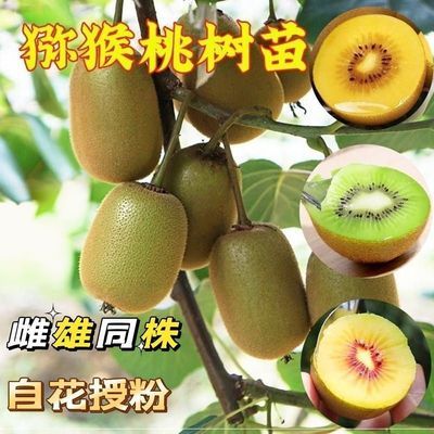 猕猴桃树苗公母同株明年结果盆栽阳台地栽庭院地栽爬藤南北方种植