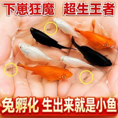 【一月一胎】胎生玛丽球鱼小型繁殖下崽皮球鱼可爱好养耐活观赏鱼