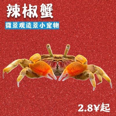 迷你辣椒鱼缸观赏宠物淡水螃蟹草缸深水养殖除藻