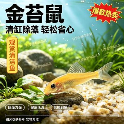 青苔金苔鼠鱼金除藻热带工具清道夫观赏鱼粪便鱼缸清洁