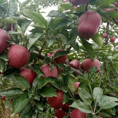 【2026新果】甘肃陇南正宗花牛苹果 新鲜整箱蛇果净重10斤75mm起
