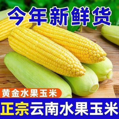 云南黄金水果玉米现摘新鲜新鲜水果甜玉米玉米棒脆甜爆浆金黄批发优惠商品图片