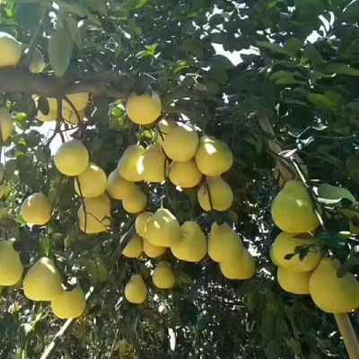 正宗广西容县水果密柚大果树熟酸甜当季水果红心白心密柚果农直发